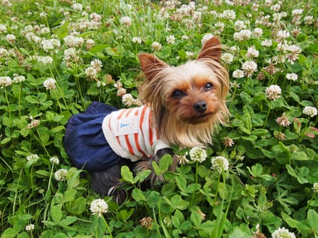 やすべえさんの作品