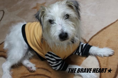 wankokoさんの作品