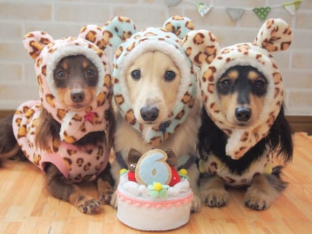 mamehanasoraさんの作品