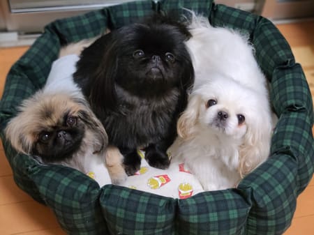 おとしらママさんの作品