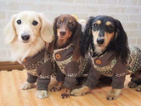 mamehanasoraさんの作品