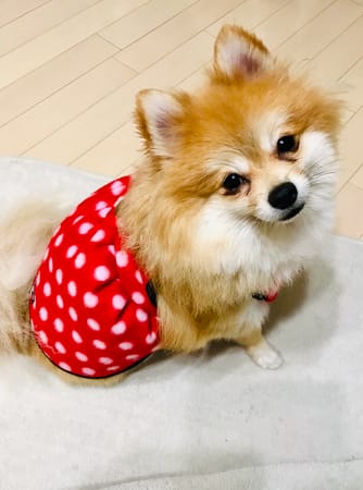 tamaharuさんの作品