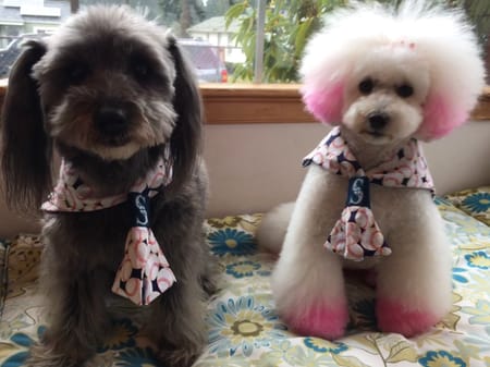 しまのさくらさんの作品