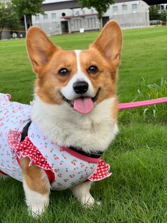 ゆめ元さんの作品