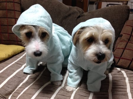 randymikioさんの作品