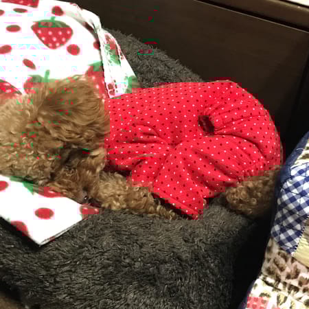 てんてんママさんの作品