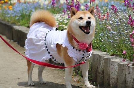 柴犬マイアさんの作品