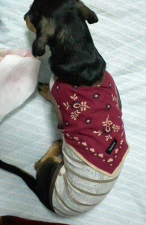 きよぽんさんの作品