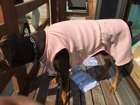 Aliceさんの作品