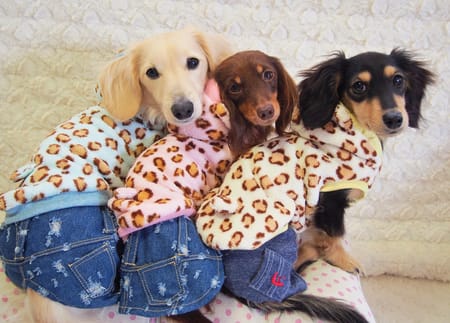 mamehanasoraさんの作品