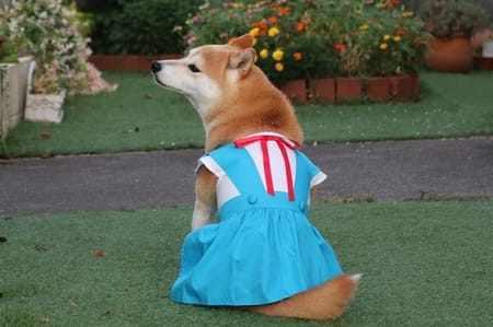 柴犬マイアさんの作品