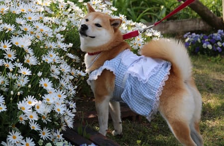 柴犬マイアさんの作品