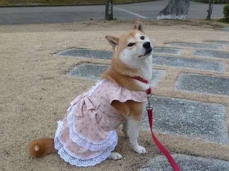 柴犬マイアさんの作品