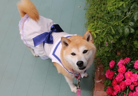 柴犬マイアさんの作品