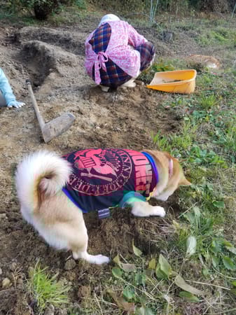 mizukiakiraさんの作品