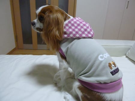 しまゆさんの作品