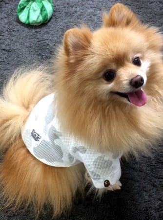 彪ママさんの作品