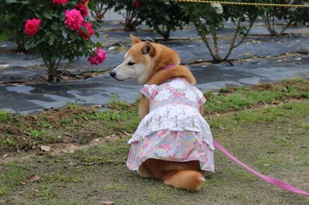 柴犬マイアさんの作品