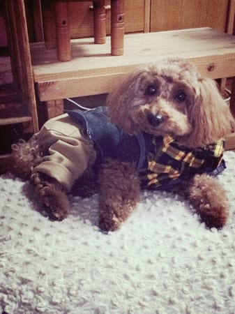 パコさんの作品