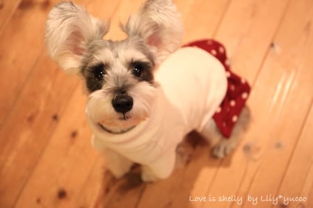 yucco*さんの作品