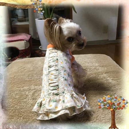 か〜ちゃさんの作品