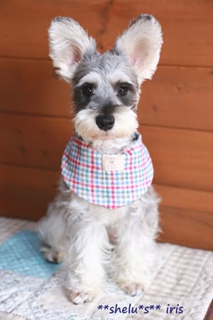 *choco-iris*さんの作品