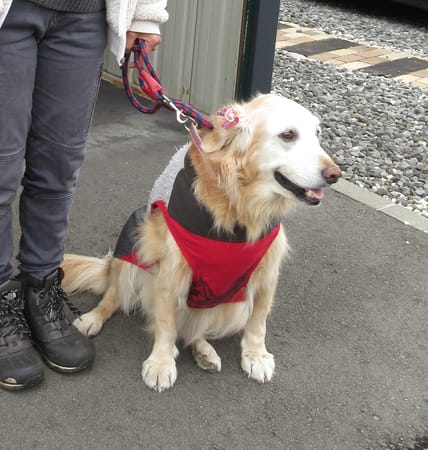 リンゴさんの作品