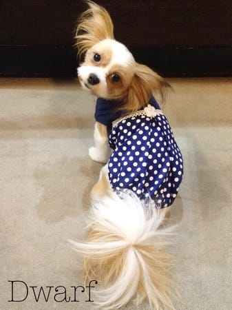 Dwarfさんの作品