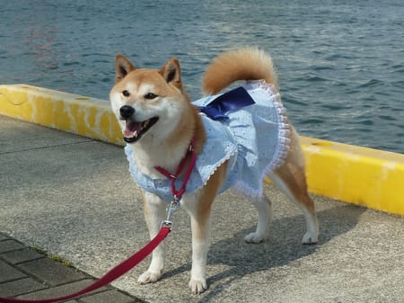 柴犬マイアさんの作品