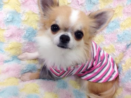 のぇのさんの作品