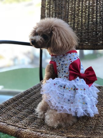 cocolalaのおかあさんさんの作品