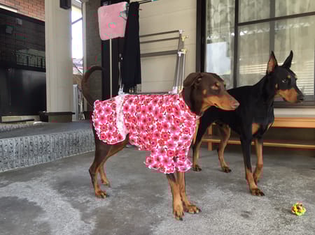 Aliceさんの作品