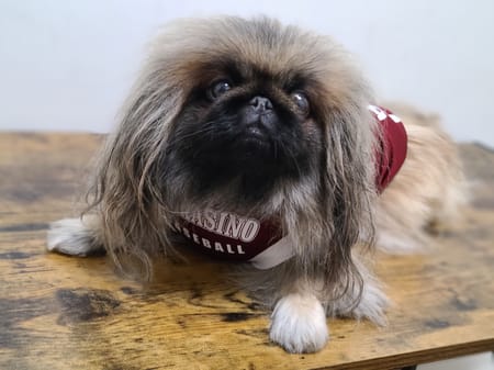 おとしらママさんの作品