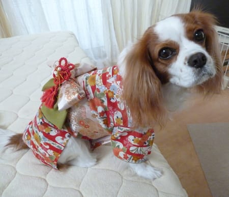 しまゆさんの作品