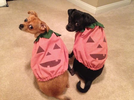 Princessmiyaさんの作品