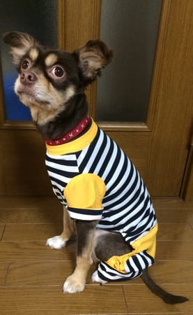 ゆきっぺさんの作品