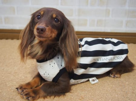 mamehanasoraさんの作品