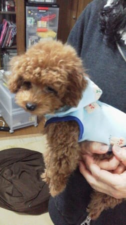 Poohママさんの作品