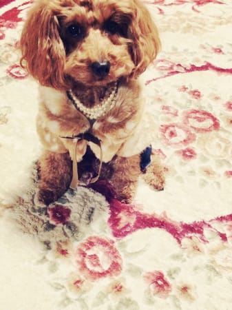 パコさんの作品