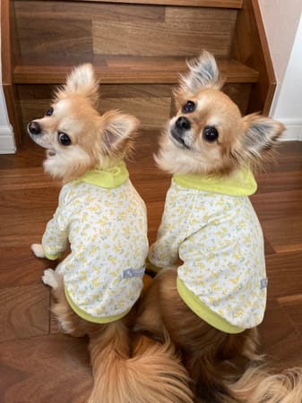 anirokitchenさんの作品