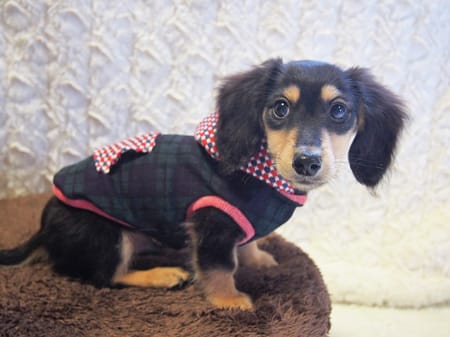 mamehanasoraさんの作品