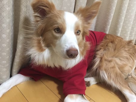 はやてさんの作品