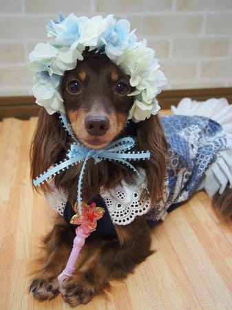 mamehanasoraさんの作品