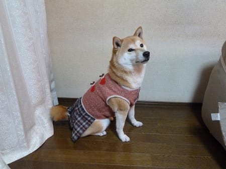 柴犬マイアさんの作品