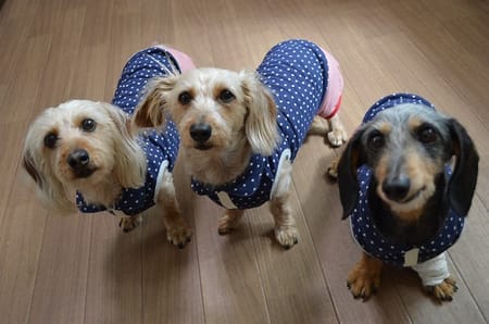 ひなはなさんの作品