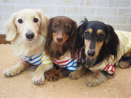 mamehanasoraさんの作品