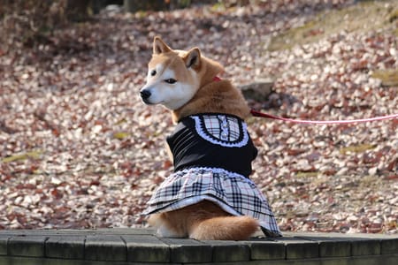 柴犬マイアさんの作品