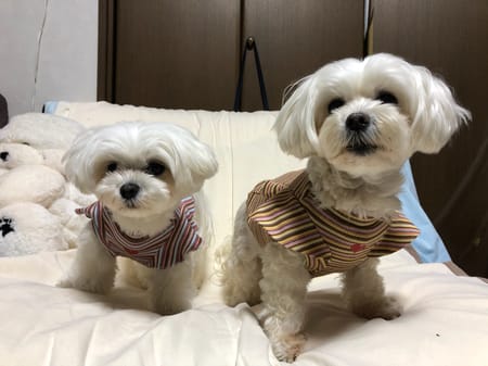 柚子さんの作品