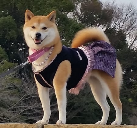 柴犬マイアさんの作品