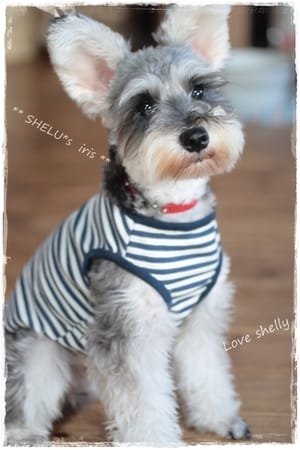 *choco-iris*さんの作品